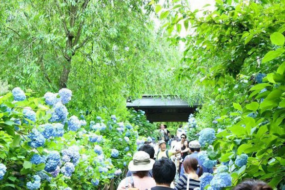 梅雨/紫陽花/鎌倉