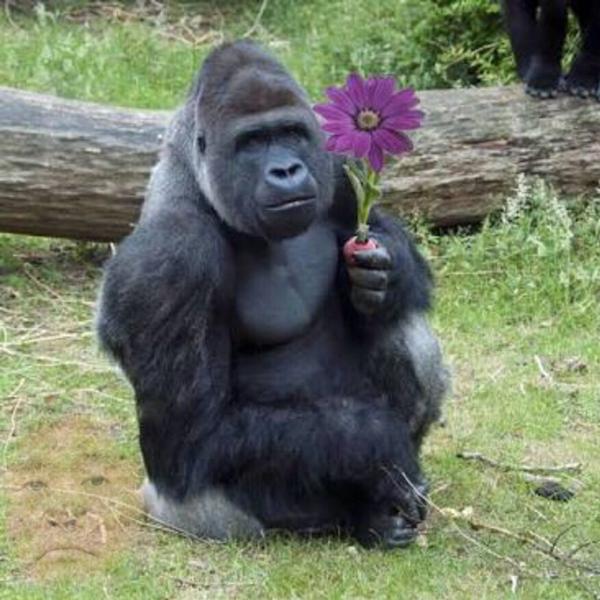 大人気【KARE】ゴリラの青春 ｜ リビングハウス企業サイト【公式】家具