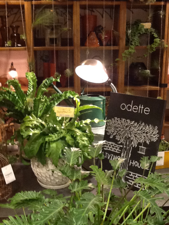 インテリア　観葉植物　