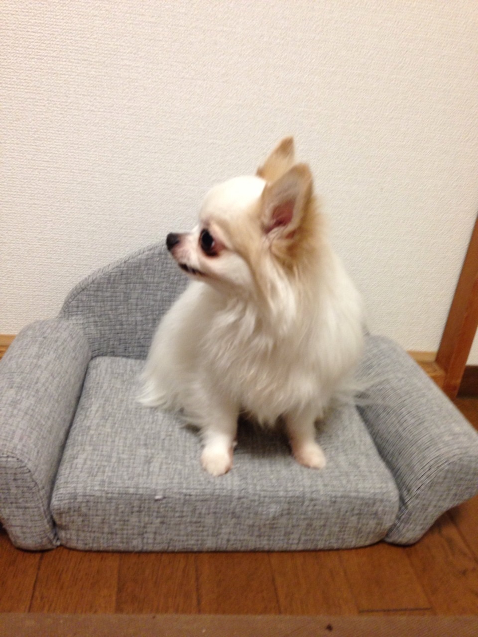 犬専用ソファ